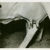 Borden - Cows - Milking - Prize cow