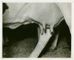 Borden - Cows - Milking - Prize cow