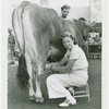 Borden - Cows - Milking - Woman milking cow