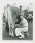 Borden - Cows - Milking - Woman milking cow