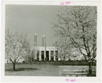 Business Systems and Insurance Building - Blossoming trees, close-up