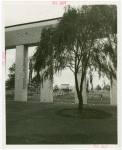 Business Systems and Insurance Building - Columns and tree