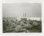 Business Systems and Insurance Building - Blooming trees
