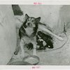 Carrier Corp. - Eskimos - Dog and puppies