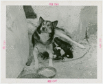 Carrier Corp. - Eskimos - Dog and puppies