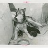 Carrier Corp. - Eskimos - Dog and puppies