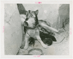 Carrier Corp. - Eskimos - Dog and puppies