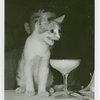 Cats - Cat with cocktail glass