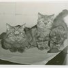 Cats - Show - Cat with dead mouse