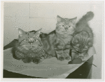 Cats - Show - Cat with dead mouse