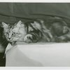 Cats - Show - Cat on table