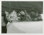 Cats - Show - Cat on table