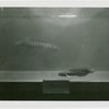 China Participation - Walking fish