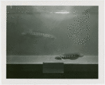 China Participation - Walking fish