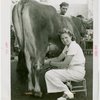 Contests - Milkmaid - Winner milking cow