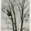 Contests - Parks Department - Tree climbing contest winner in tree