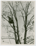 Contests - Parks Department - Tree climbing contest winner in tree
