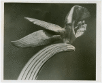 Contests - Photograph - Photograph of scuplture