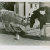 Contests - Photograph - Prizewinning photograph of cow and horse rubbing noses