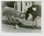 Contests - Photograph - Prizewinning photograph of cow and horse rubbing noses