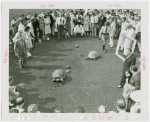 Contests - Turtle Derby - Turtles and tortoises racing while crowd looks on