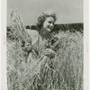 Continental Baking Co. - Harvest Queen with wheat