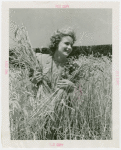 Continental Baking Co. - Harvest Queen with wheat