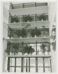 Cuba Participation - Plants