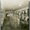 Electric Utilities - Electrified Farm - Cows in barn