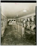 Electric Utilities - Electrified Farm - Cows in barn