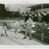 Electric Utilities - Electrified Farm - Men and cow in front of house