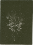 Fairgrounds - Landscaping - Tree lit up at night
