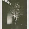Fairgrounds - Landscaping - Tree lit up at night