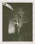 Fairgrounds - Landscaping - Tree lit up at night