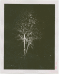 Fairgrounds - Landscaping - Tree lit up at night