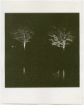Fairgrounds - Landscaping - Trees lit up at night