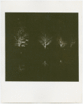 Fairgrounds - Landscaping - Trees lit up at night