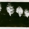 Fairgrounds - Landscaping - Trees lit up at night