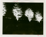 Fairgrounds - Landscaping - Trees lit up at night