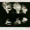 Fairgrounds - Landscaping - Trees lit up at night