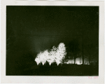 Fairgrounds - Landscaping - Trees lit up at night