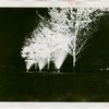 Fairgrounds - Landscaping - Trees lit up at night