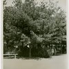 Fairgrounds - Landscaping - Tree