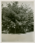 Fairgrounds - Landscaping - Tree