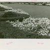 Fairgrounds - Landscaping - Flowers