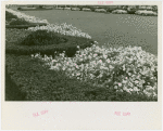Fairgrounds - Landscaping - Flowers