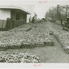 Fairgrounds - Landscaping - Flowers