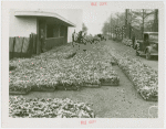 Fairgrounds - Landscaping - Flowers