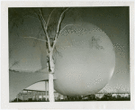 Fairgrounds - Landscaping - Lit tree in front of Perisphere