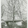 Fairgrounds - Landscaping - Transplanting tree